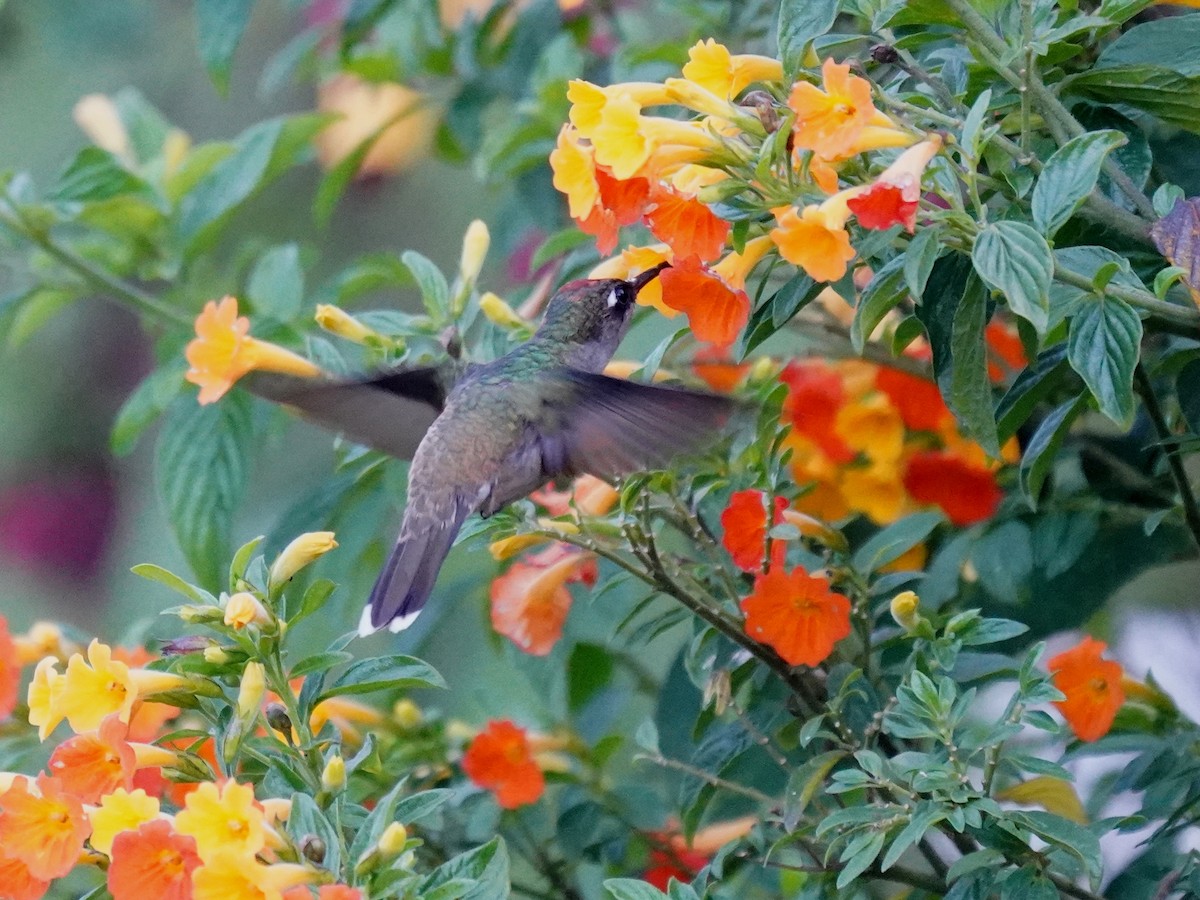 Tolima Blossomcrown - ML644781999
