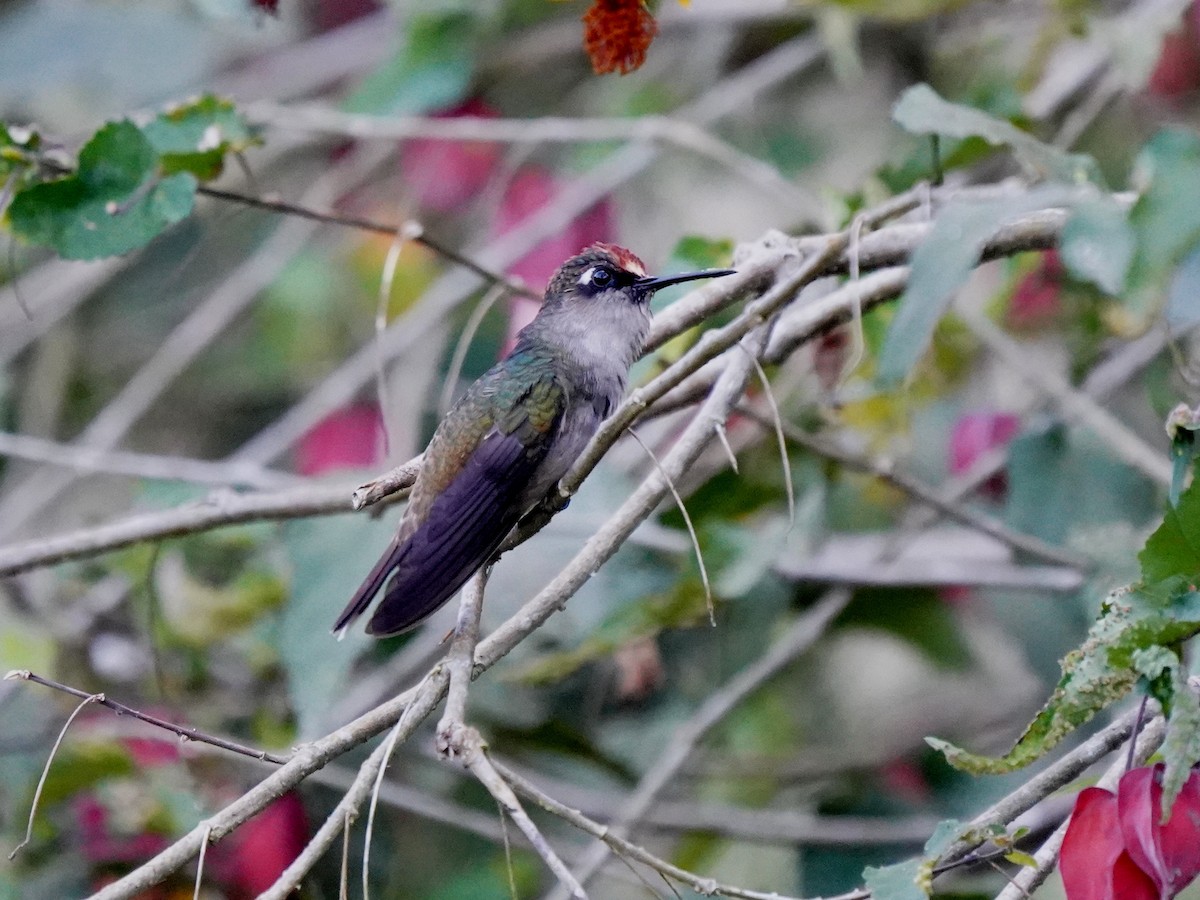 Tolima Blossomcrown - ML644782000