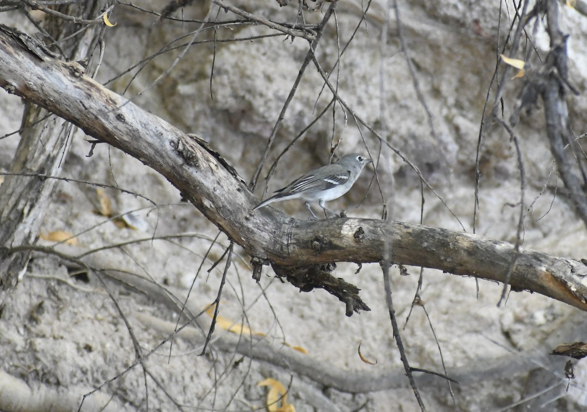 Plumbeous Vireo - ML644782001