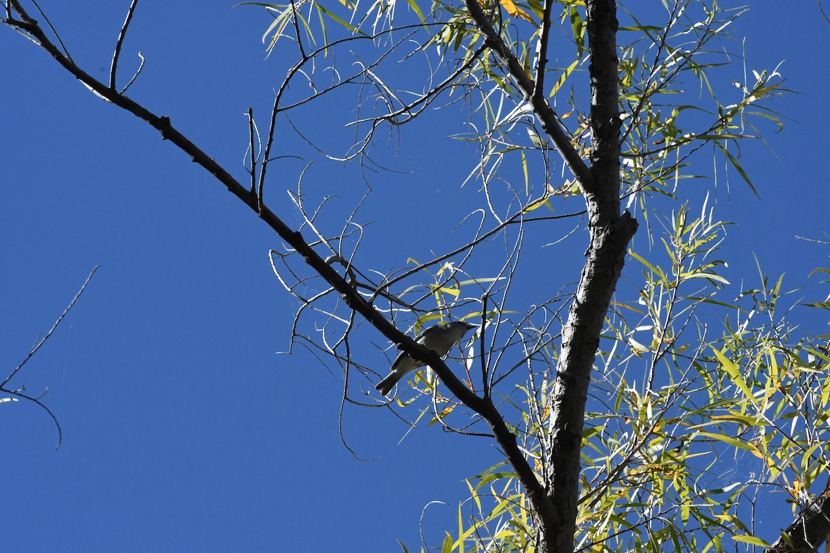 Plumbeous Vireo - ML644782002