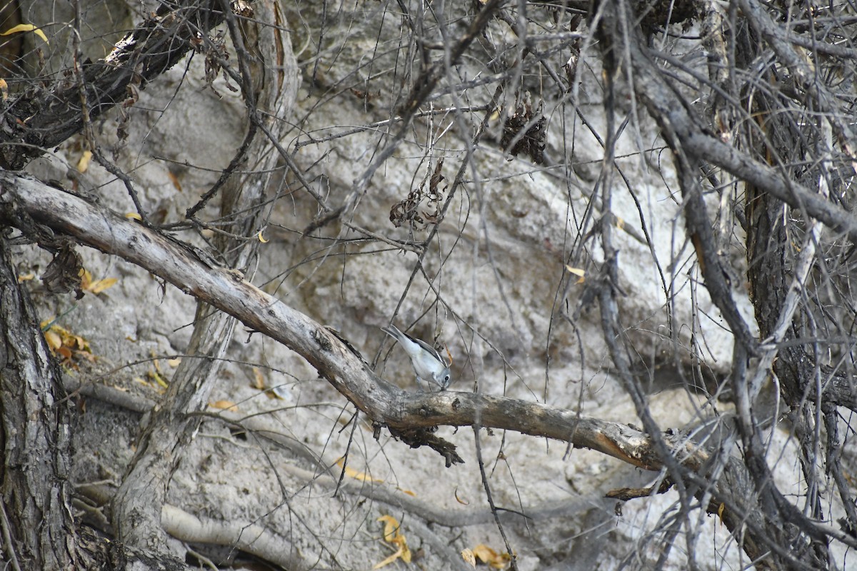 Plumbeous Vireo - ML644782003