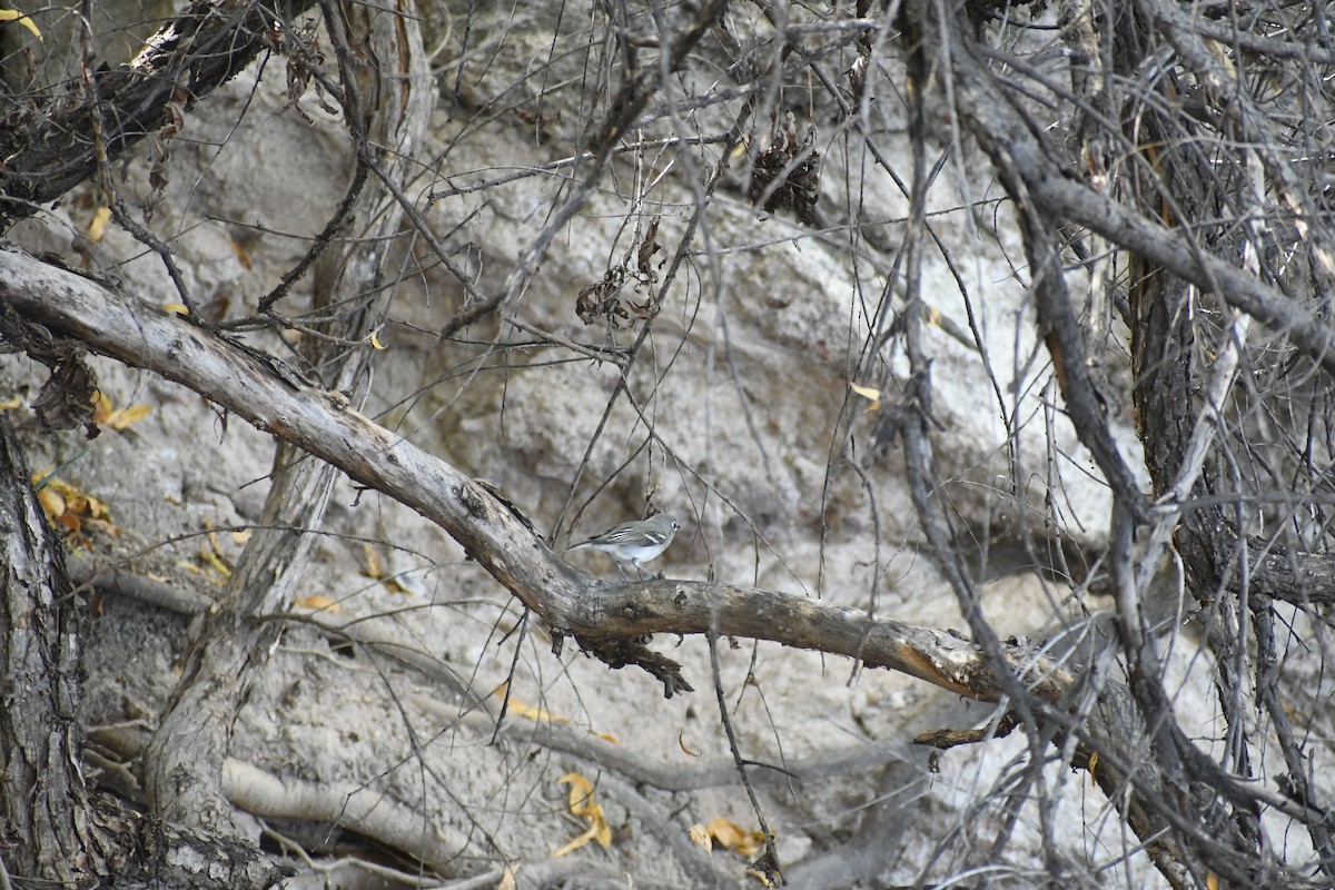 Plumbeous Vireo - ML644782004