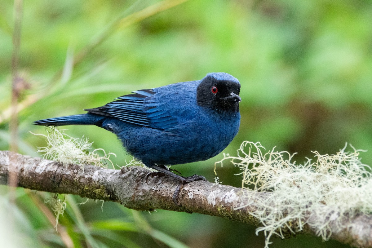 Masked Flowerpiercer - ML644782005