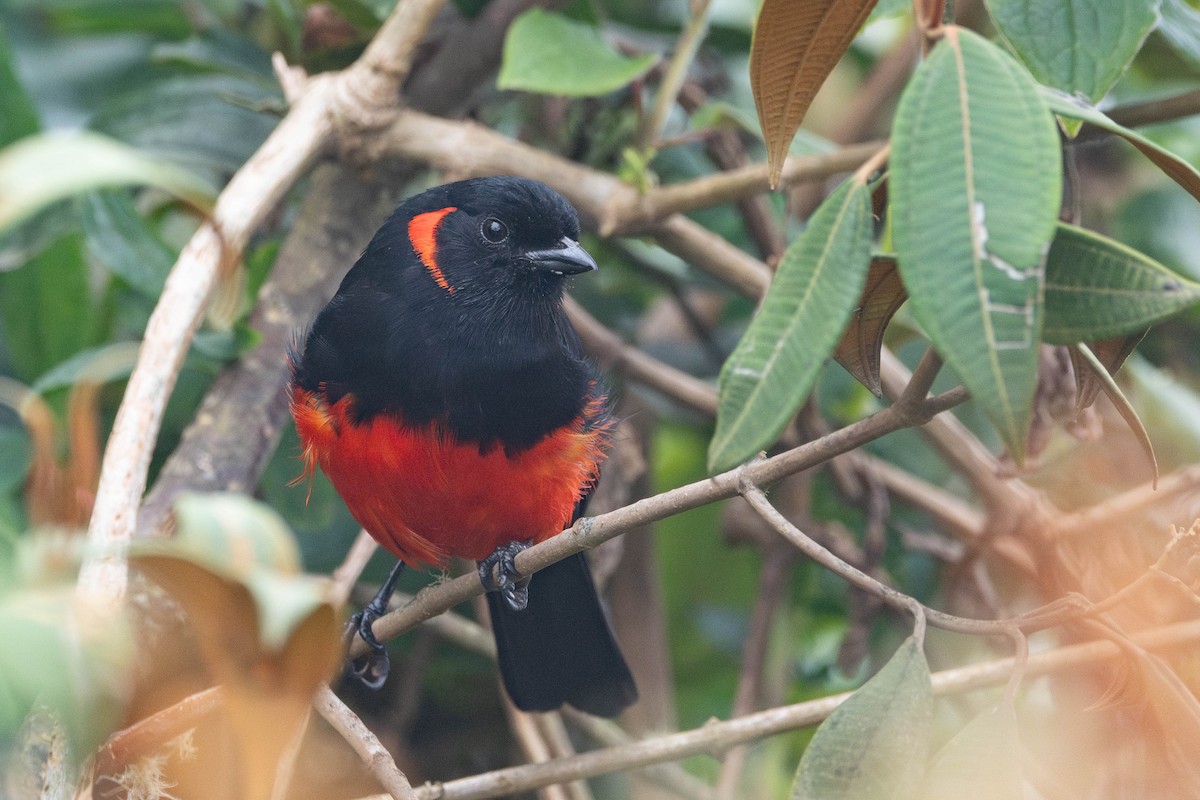 Scarlet-bellied Mountain Tanager - ML644782007