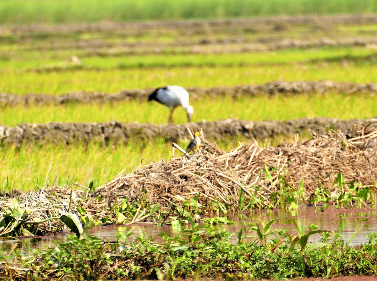 黃頭鶺鴒 - ML644782008