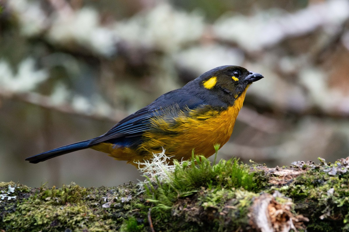 Lacrimose Mountain Tanager - ML644782009
