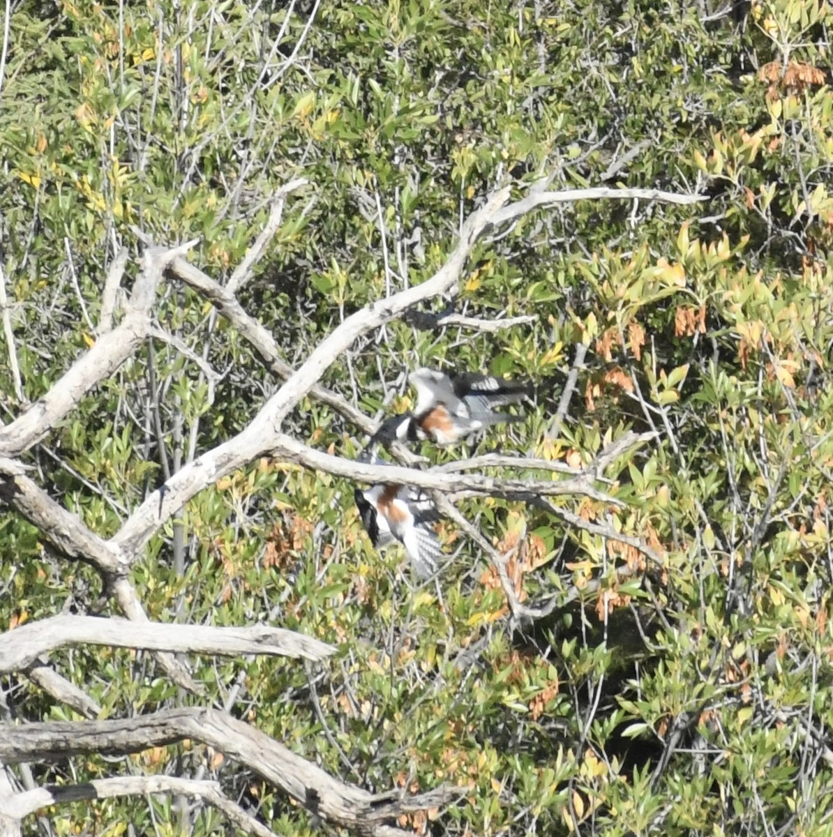 Belted Kingfisher - ML644782010