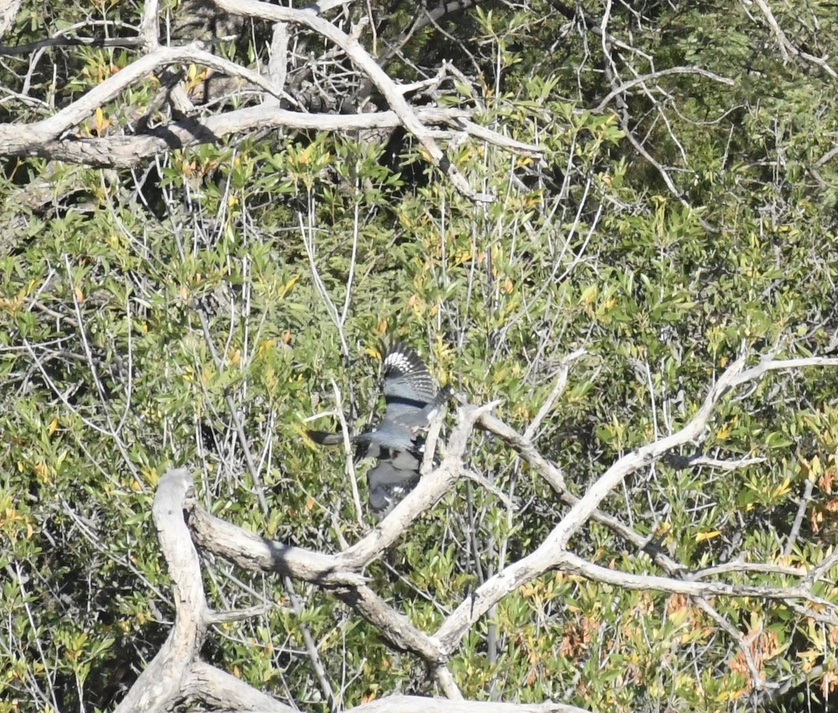 Belted Kingfisher - ML644782011