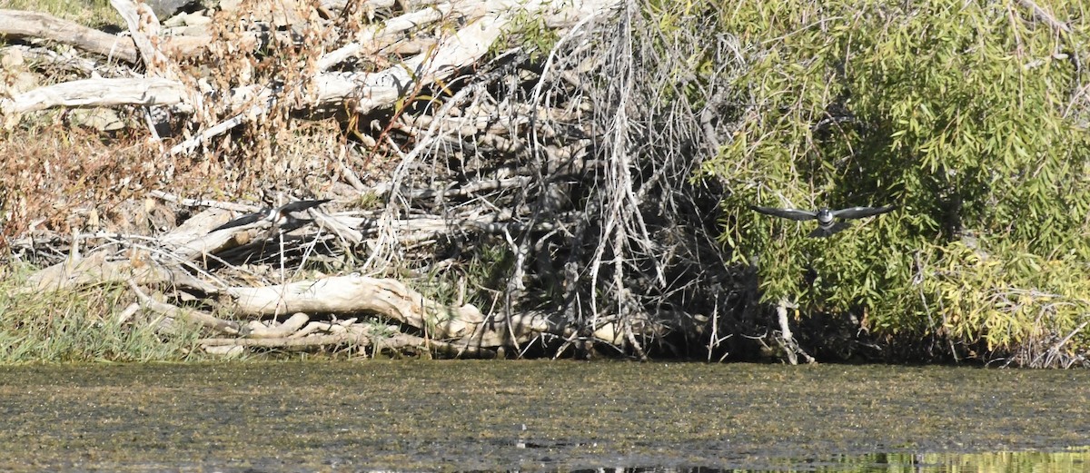 Belted Kingfisher - ML644782012