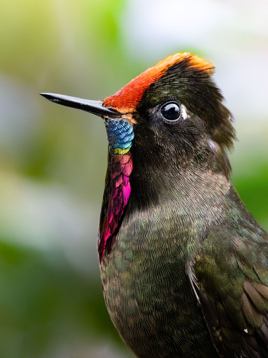Rainbow-bearded Thornbill - ML644782014
