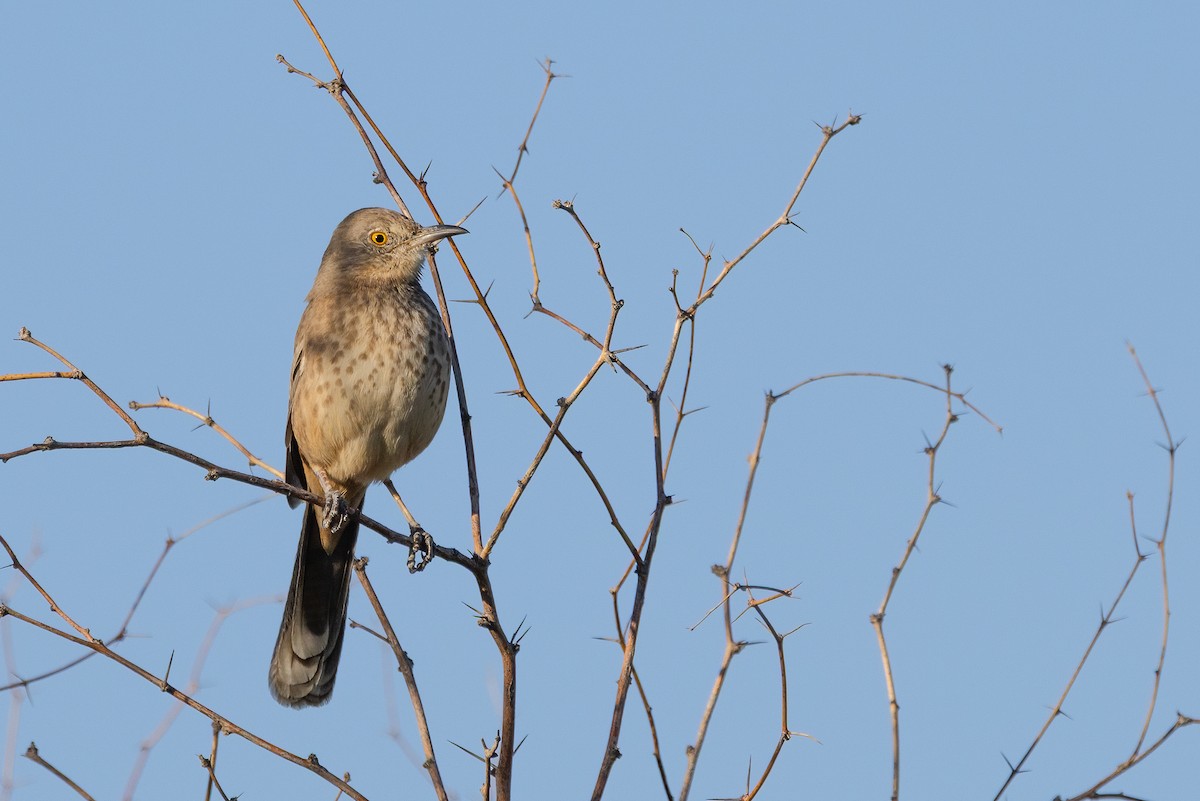 Bendire's Thrasher - ML644782015