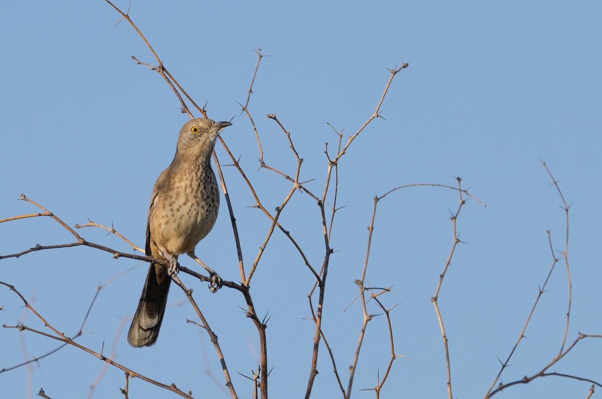 Bendire's Thrasher - ML644782016