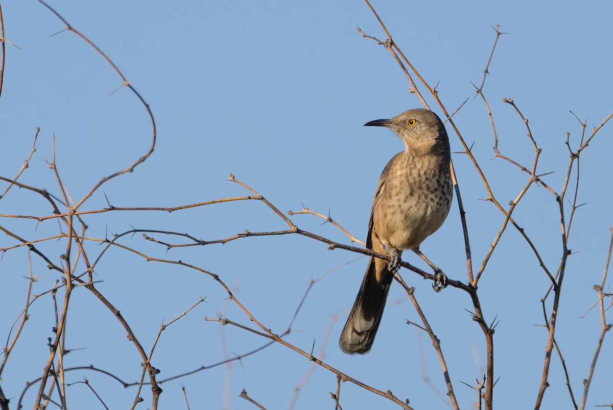 Bendire's Thrasher - ML644782017