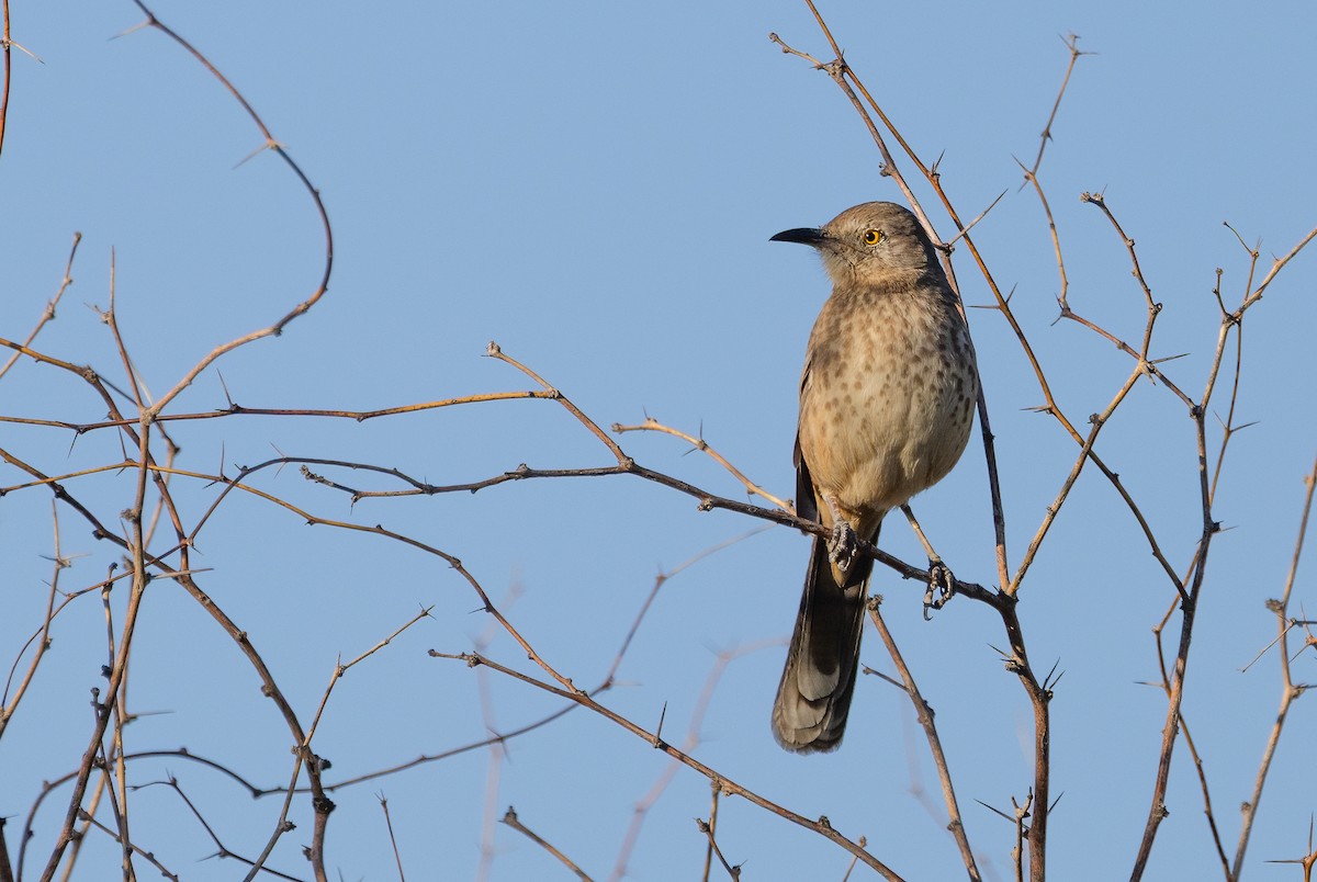 Bendire's Thrasher - ML644782018