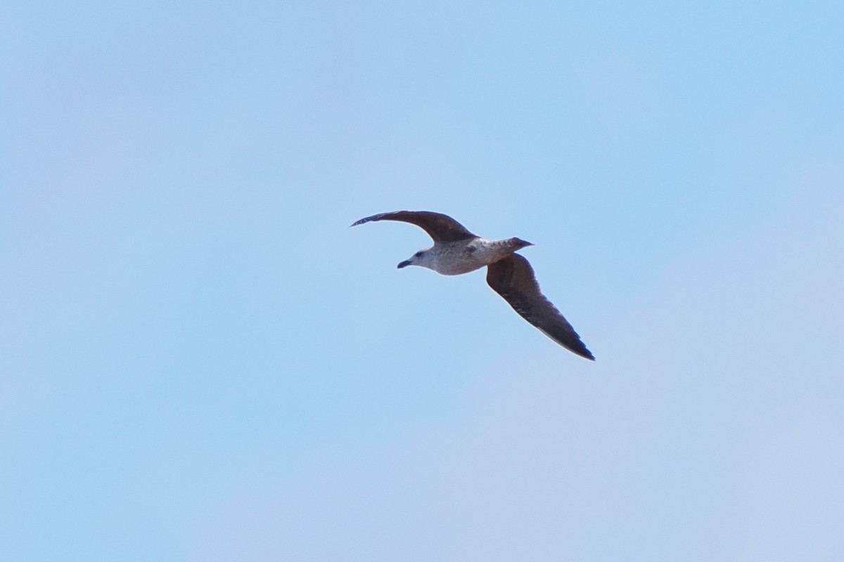 Great Black-backed Gull - ML644782020