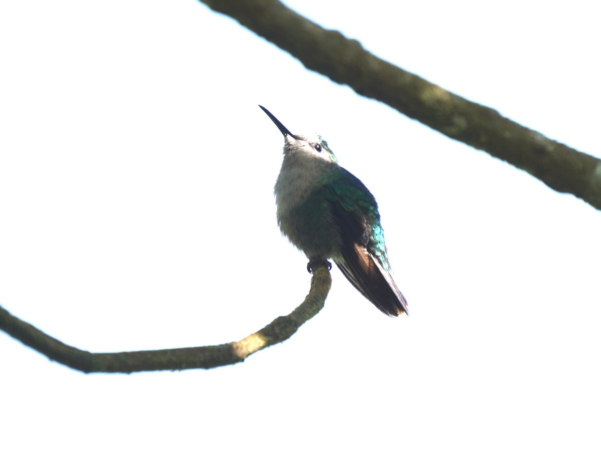 Crowned Woodnymph - ML644782023