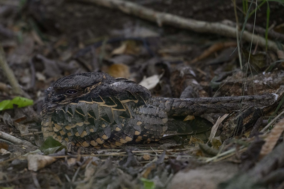 pauraquenattravn - ML644782030