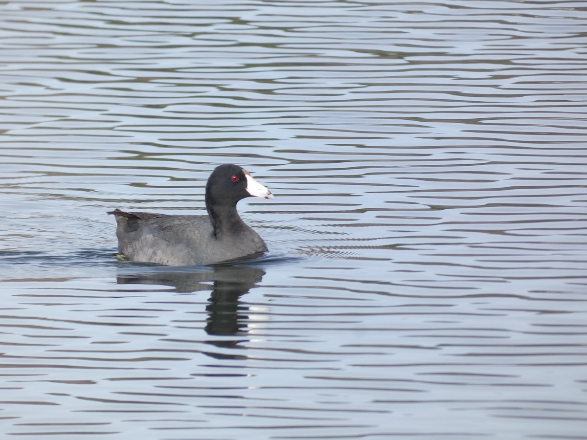 Amerika Mekesi (kızıl alınlı) - ML644782038