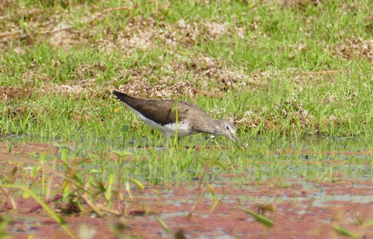 Waldwasserläufer - ML644782040