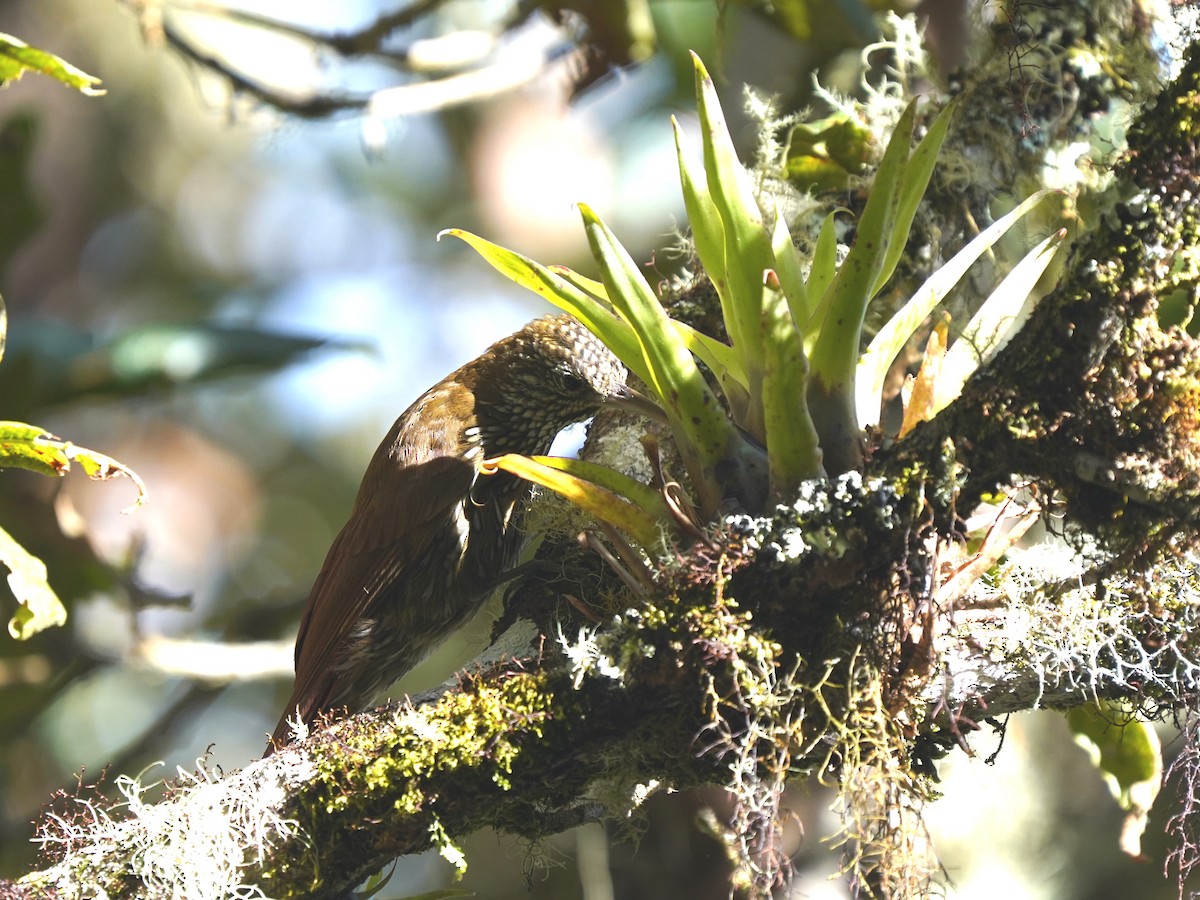 Дереволаз гірський - ML644782042