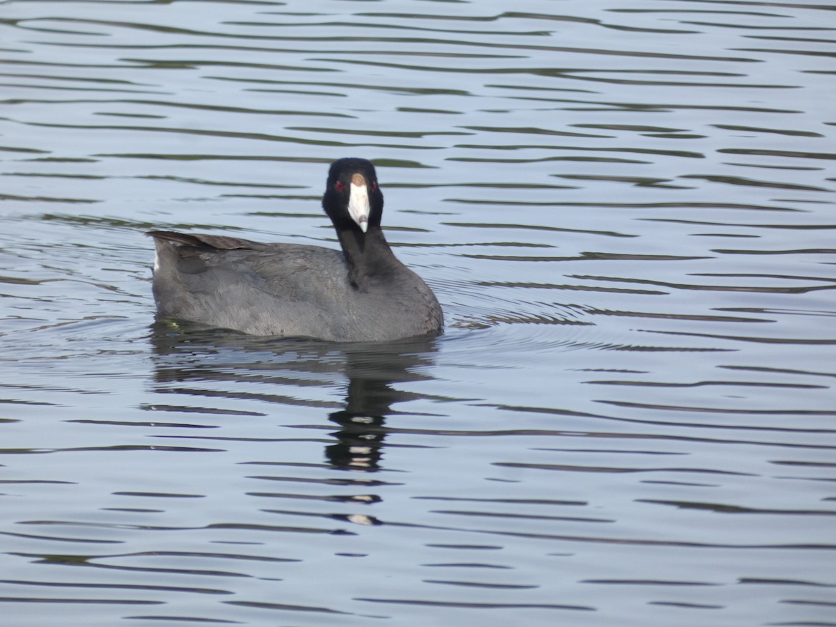 Amerika Mekesi (kızıl alınlı) - ML644782045