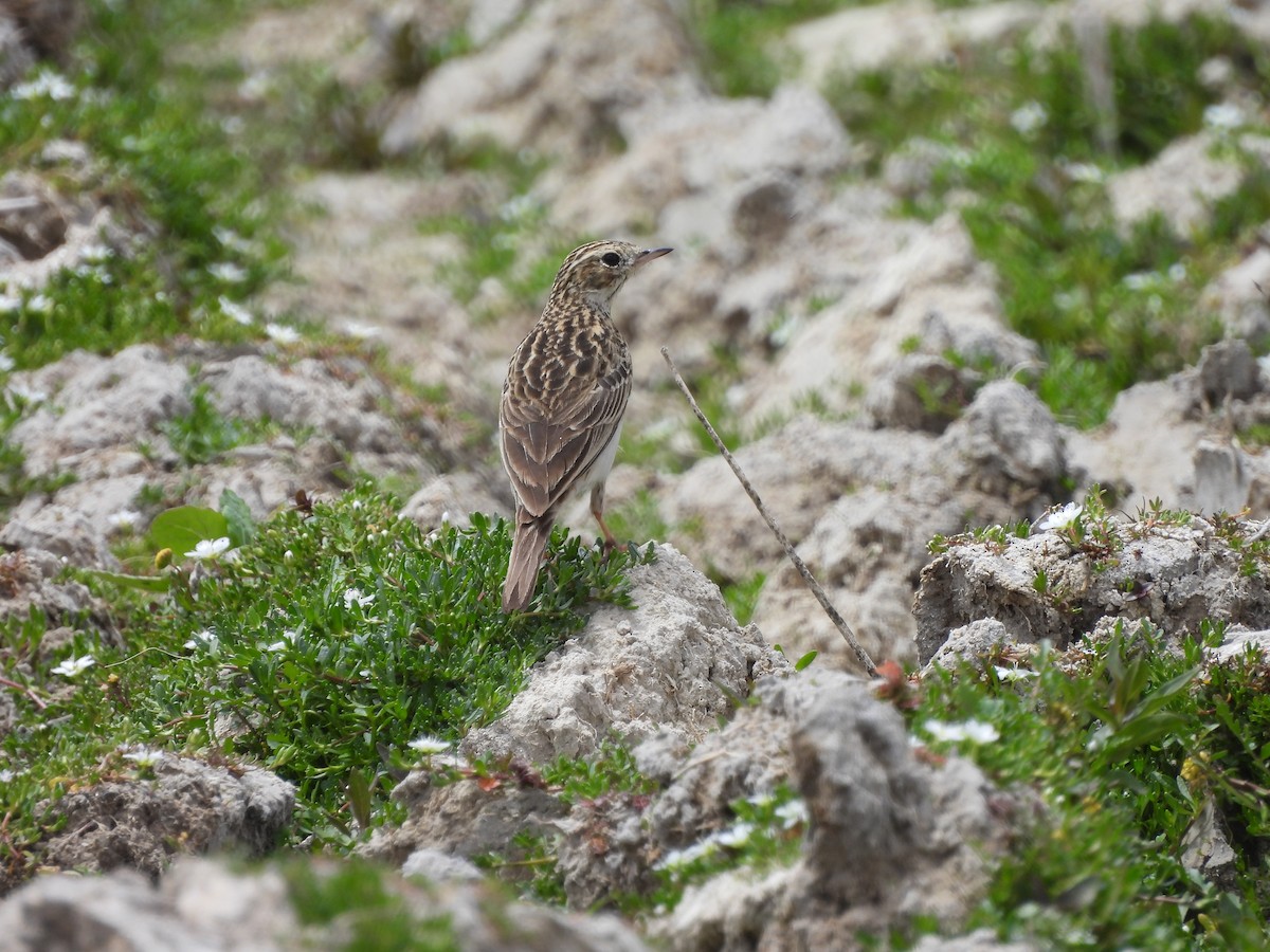 Puna Pipit - ML644782050