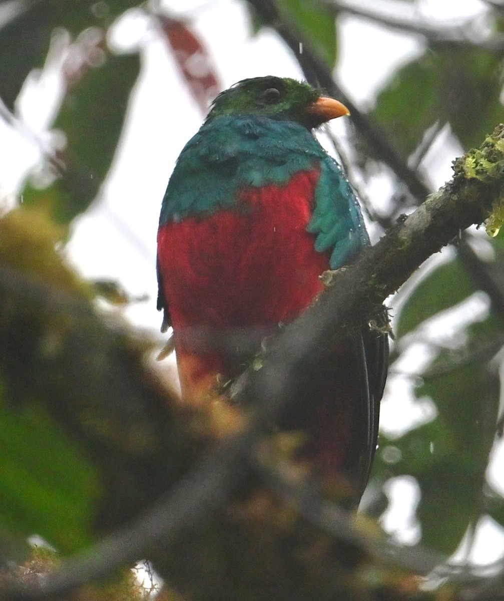 Quetzal doré - ML644782067