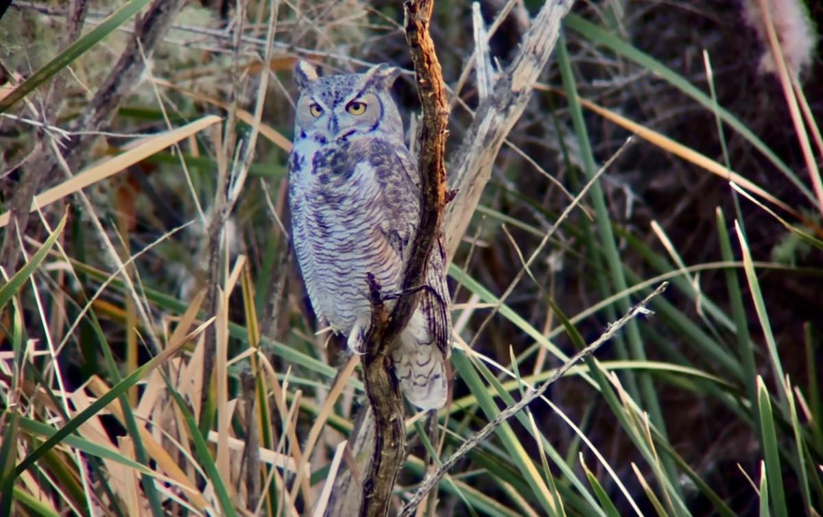 Great Horned Owl - ML644782070