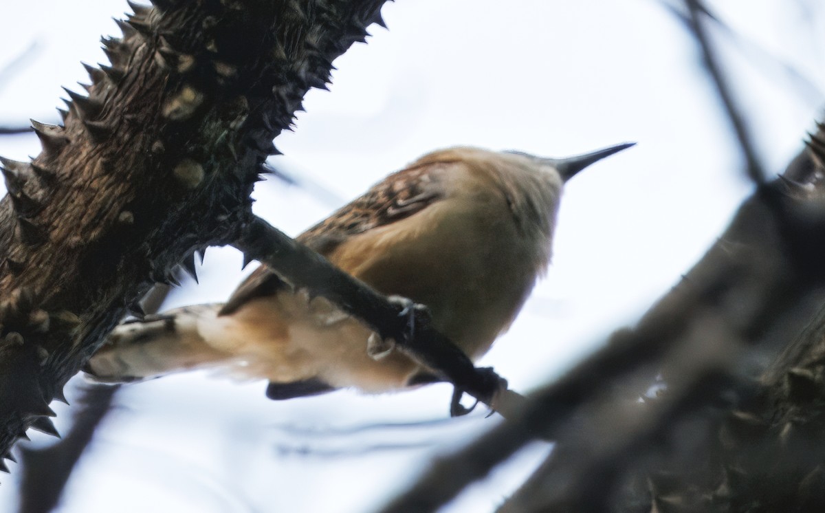Rufous-backed Wren - ML644782073