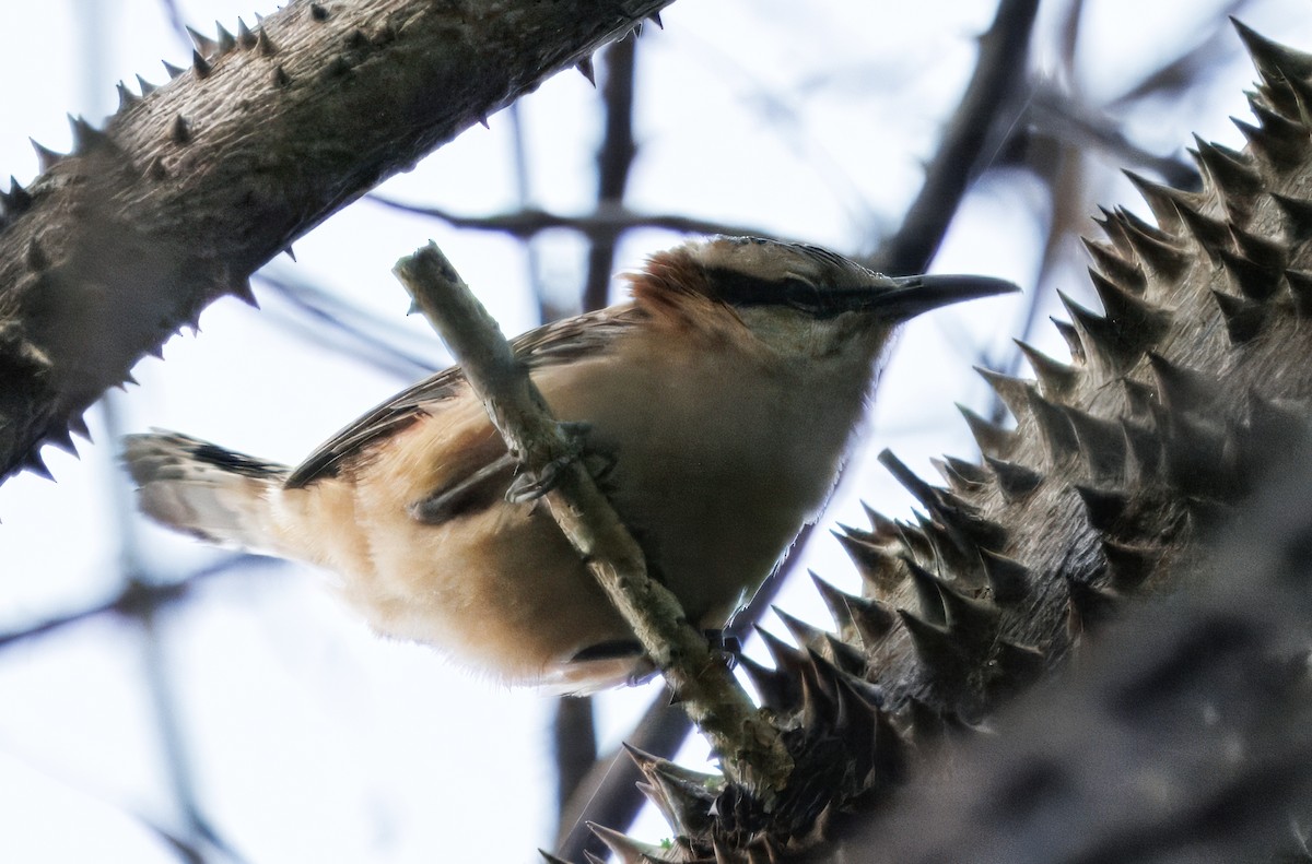 Rufous-backed Wren - ML644782074