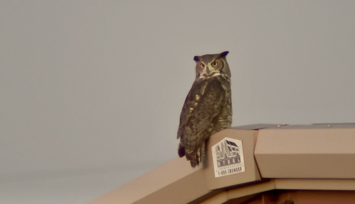 Great Horned Owl - ML644782078