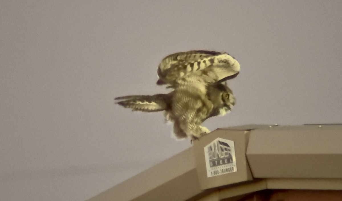 Great Horned Owl - ML644782084