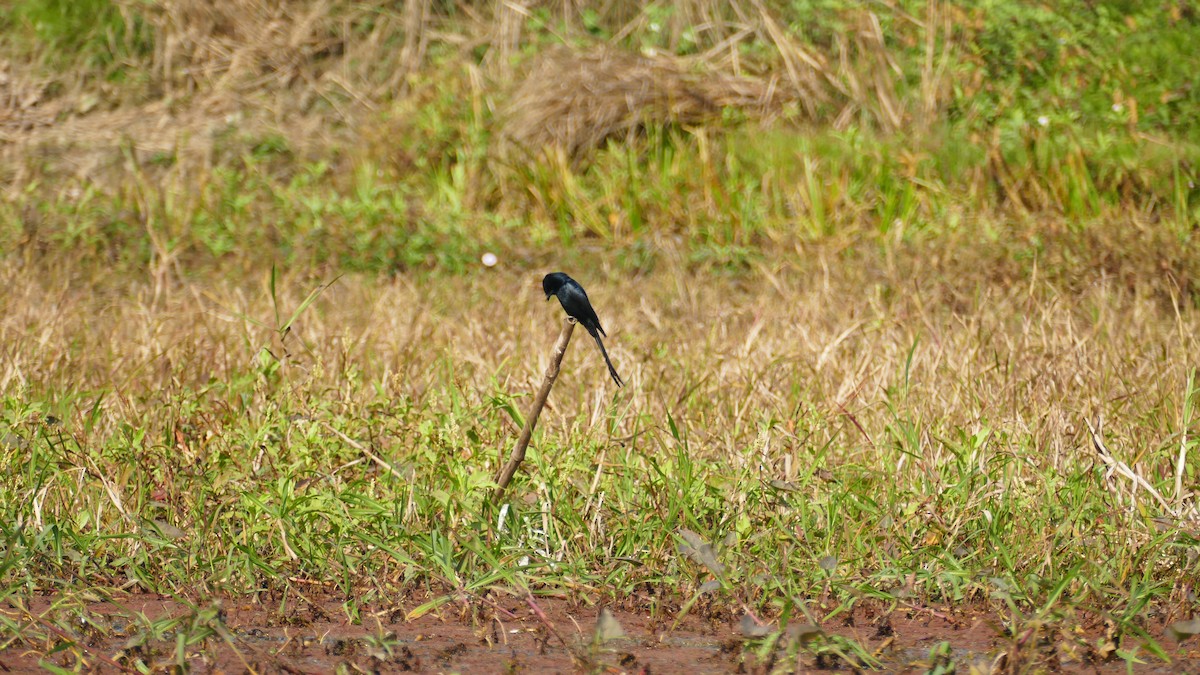 Königsdrongo - ML644782085