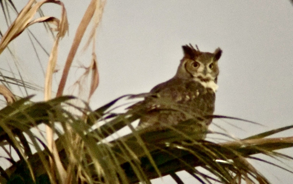 Great Horned Owl - ML644782089