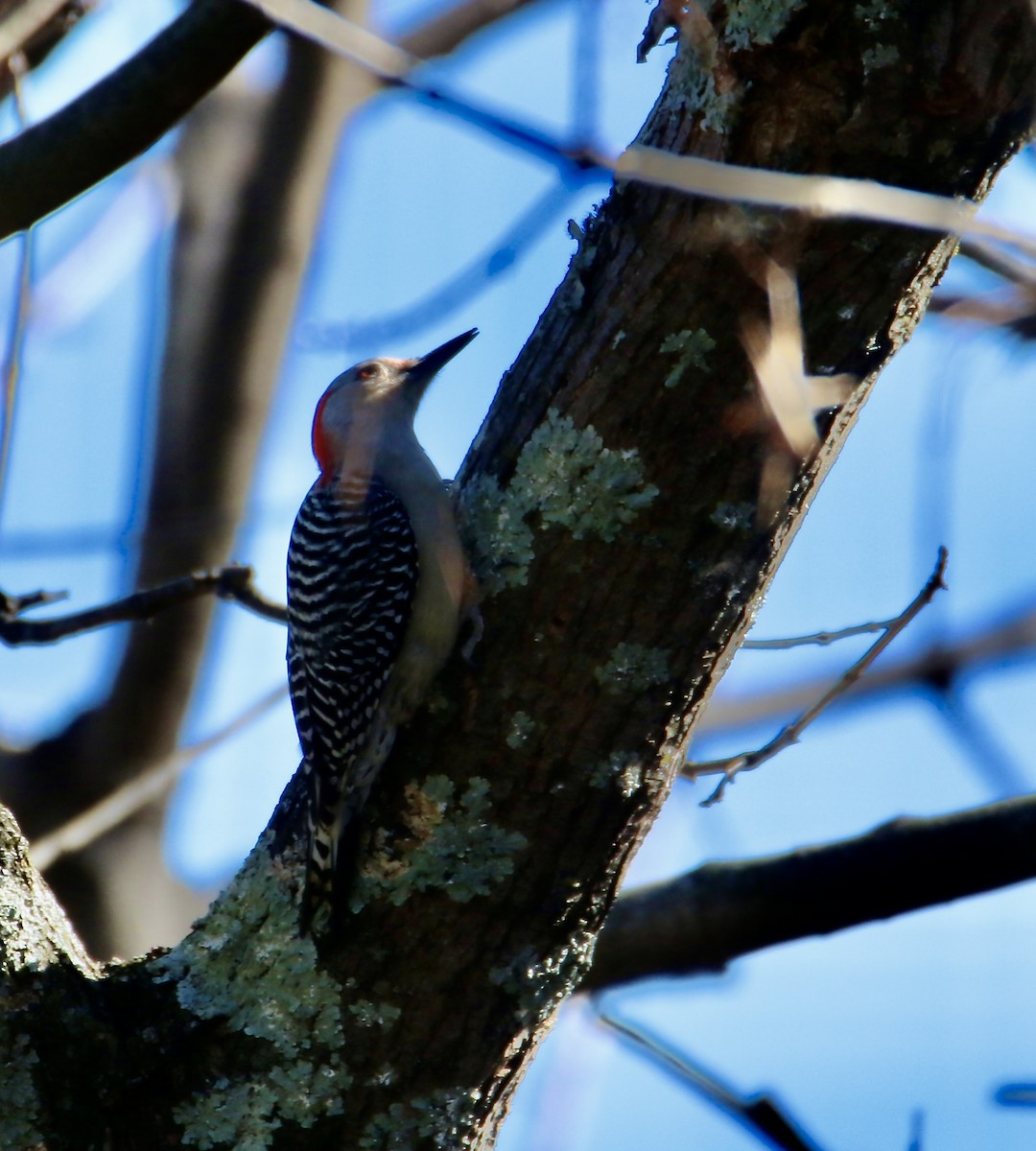 Carpintero de Carolina - ML644782090