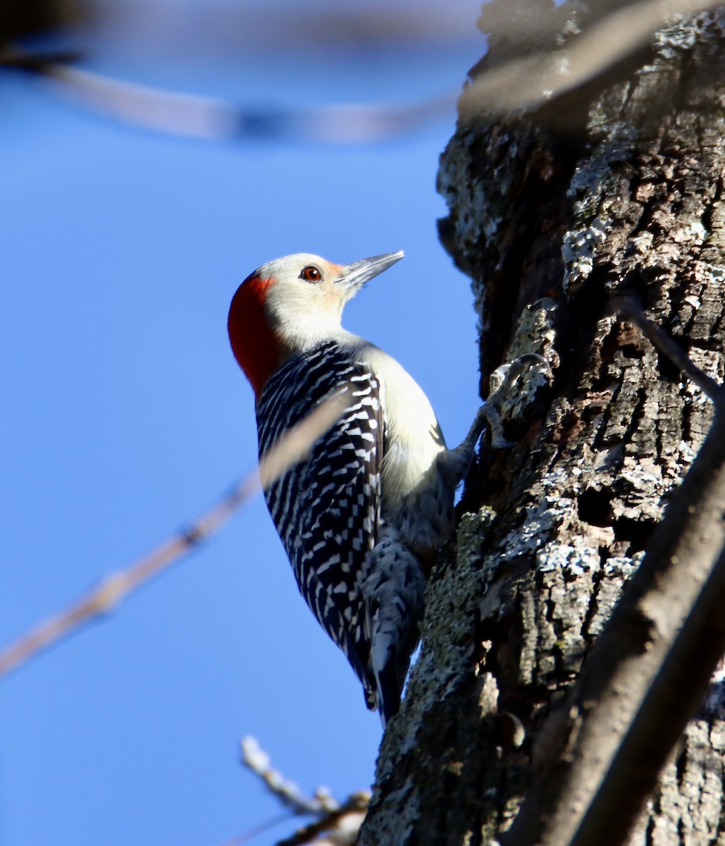Carpintero de Carolina - ML644782091