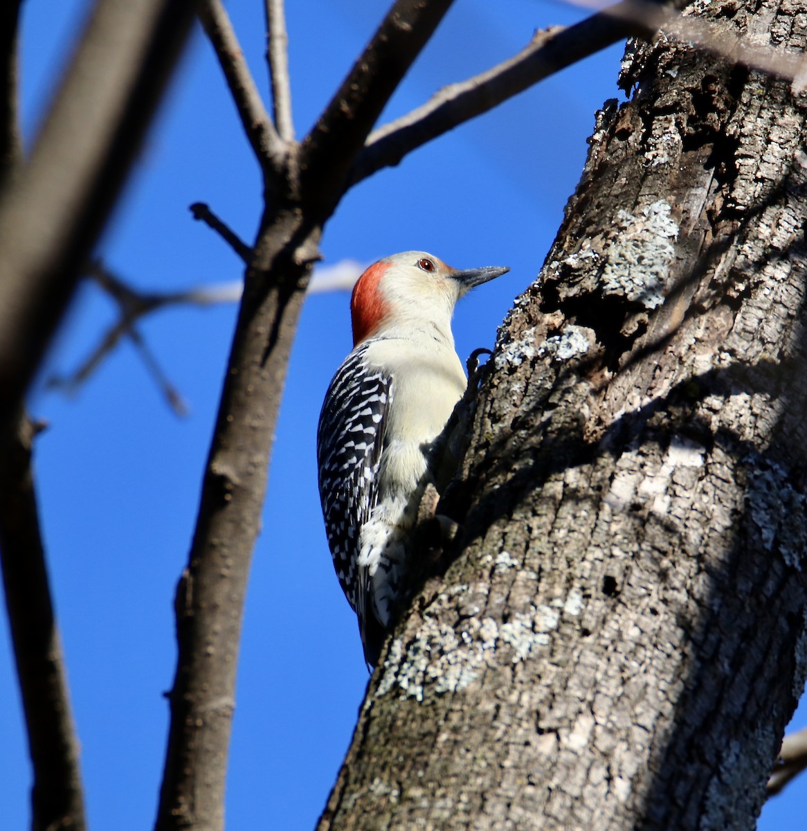 Carpintero de Carolina - ML644782092
