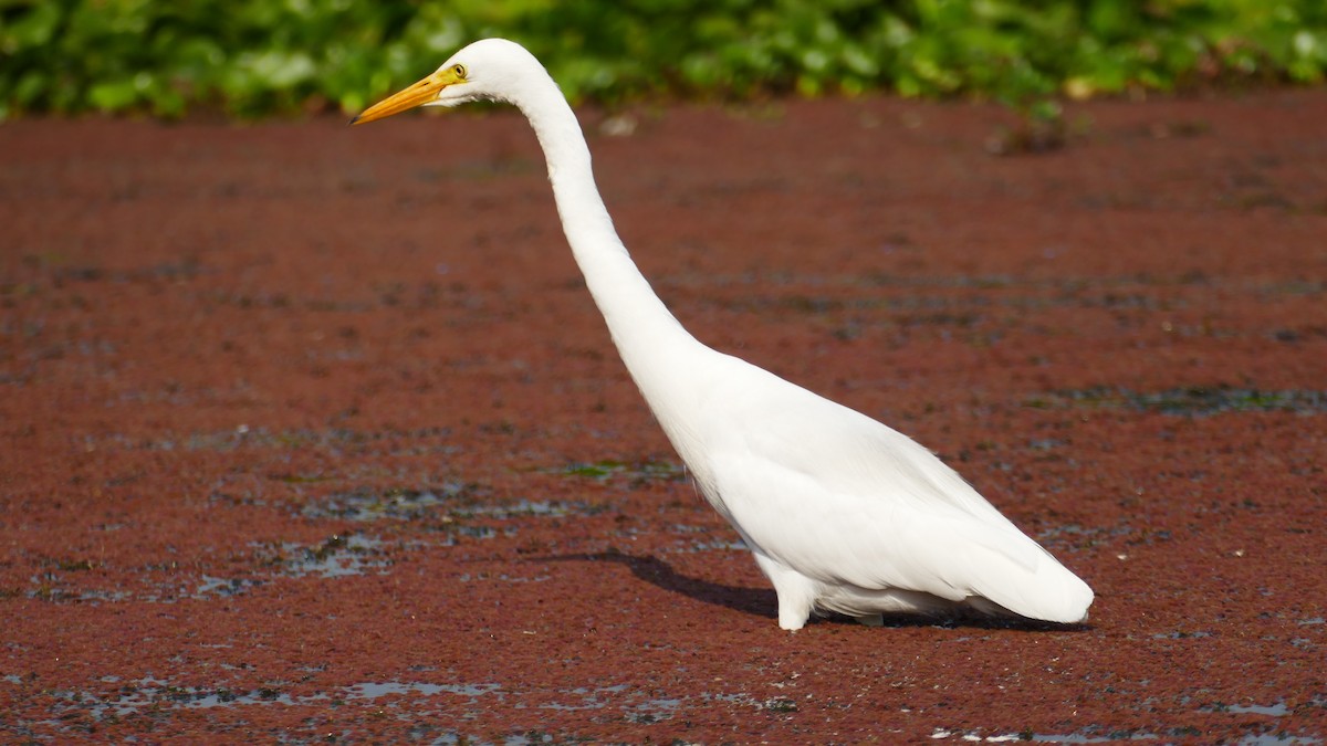 Silberreiher - ML644782097