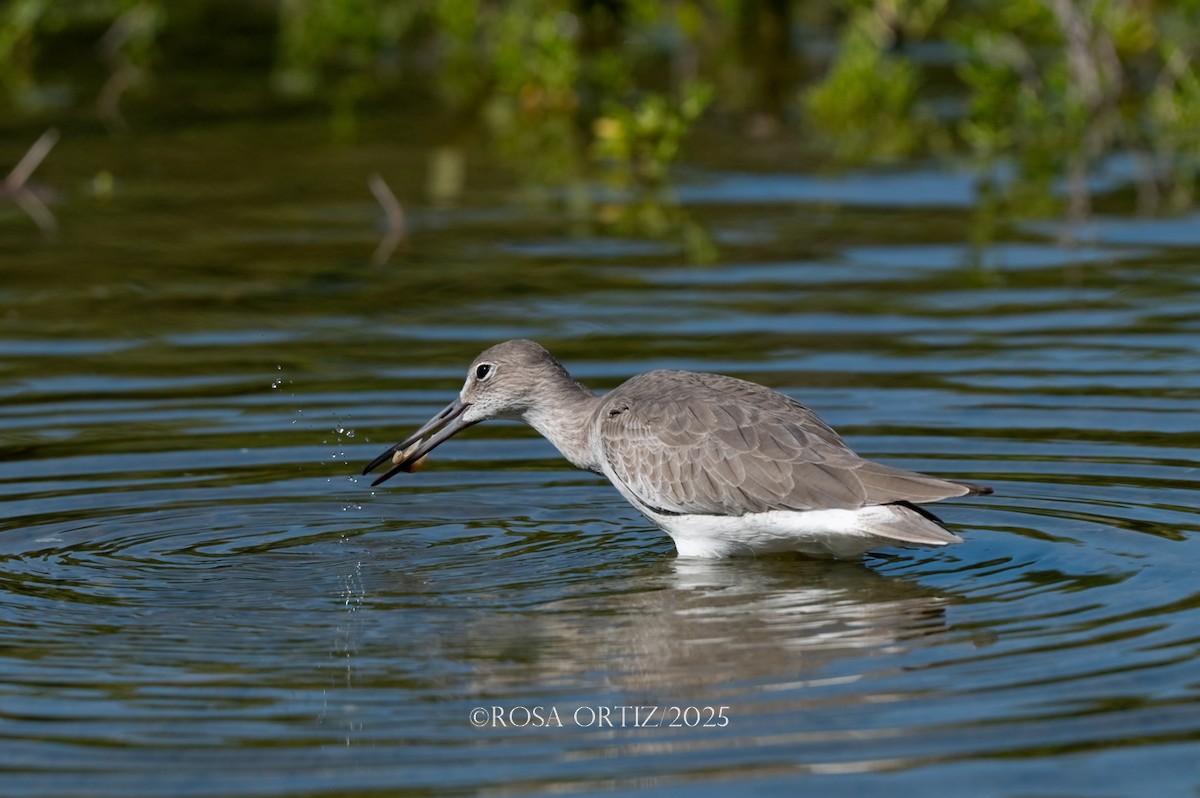 Willet - ML644782098