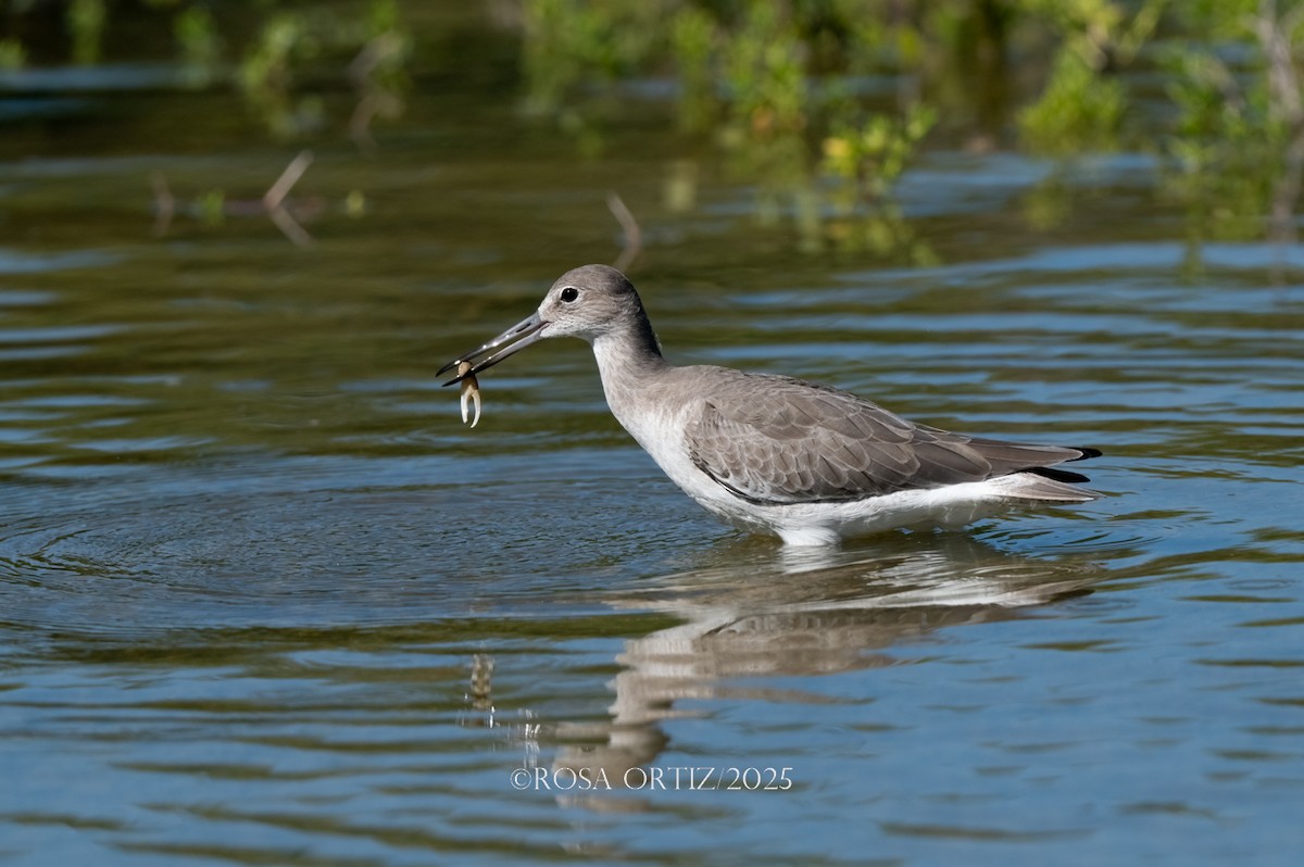 Willet - ML644782099