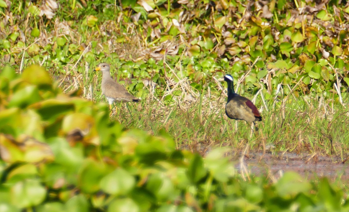 Graukopfkiebitz - ML644782104