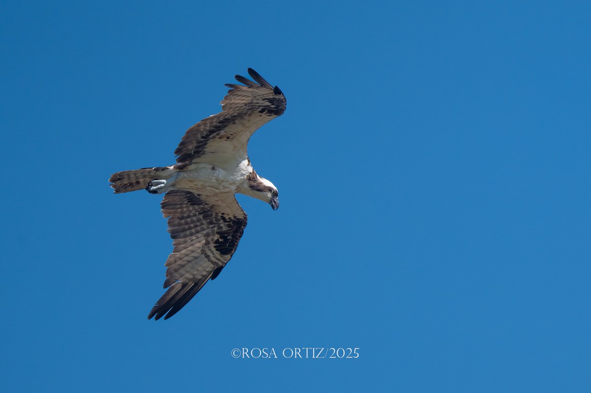 Osprey - ML644782105