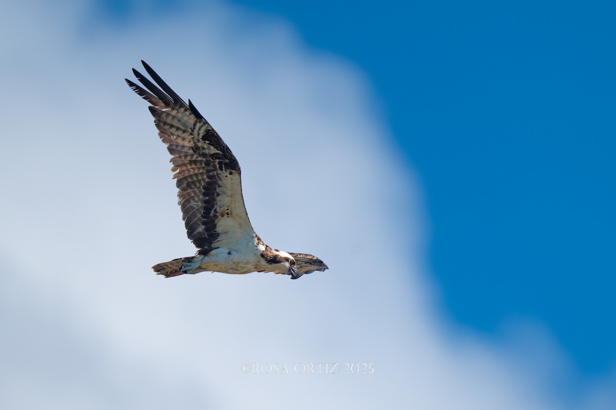 Osprey - ML644782106