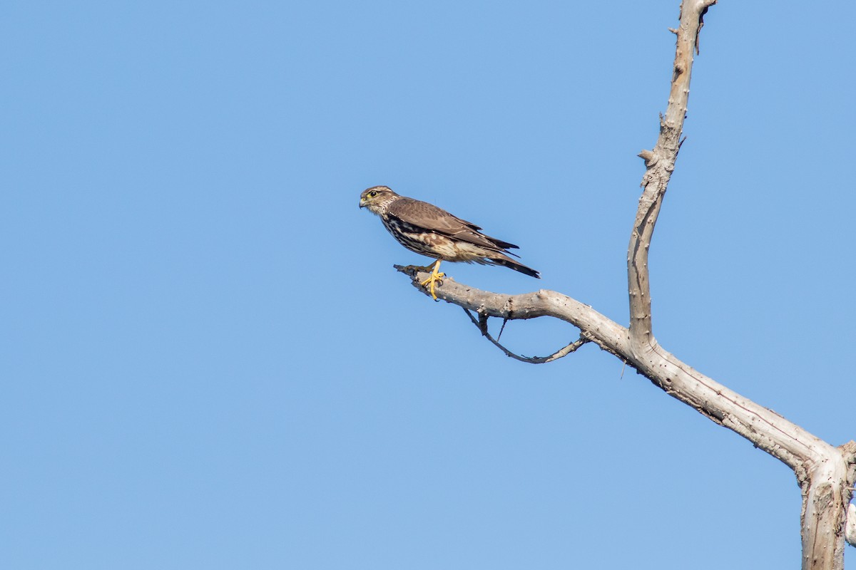 Merlin (Taiga) - ML644782115