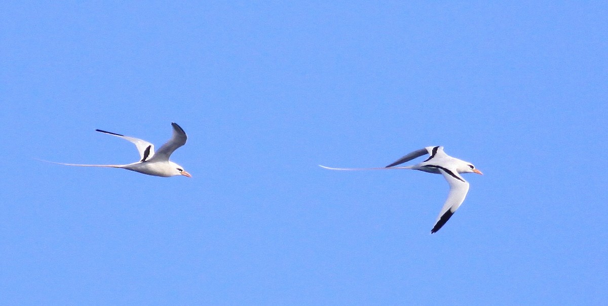 Weißschwanz-Tropikvogel - ML644782118