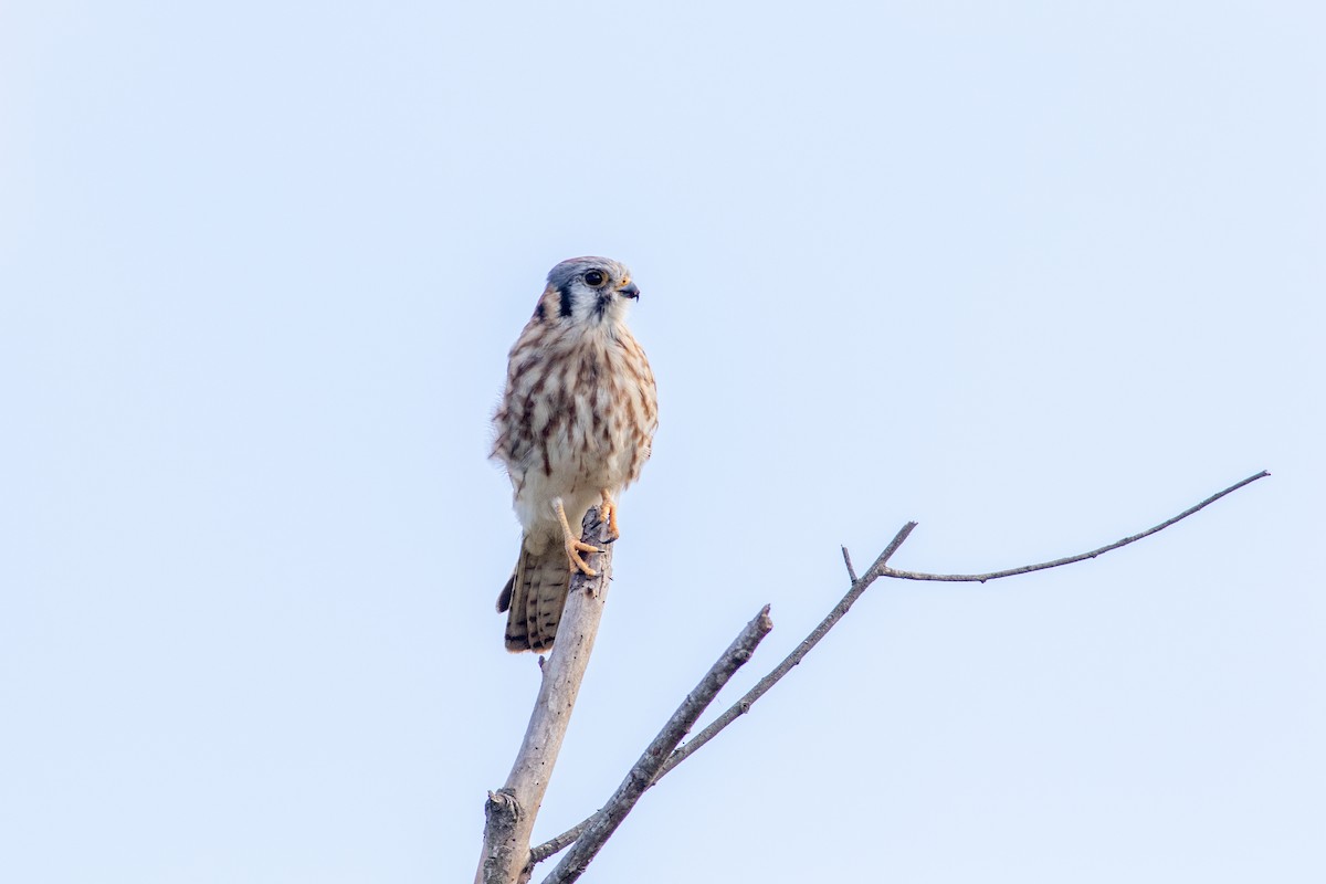 American Kestrel - ML644782123