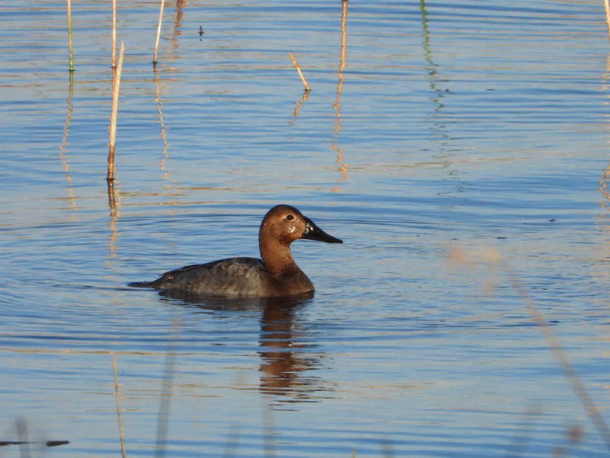 Murgilari bizkarzuria - ML644782124