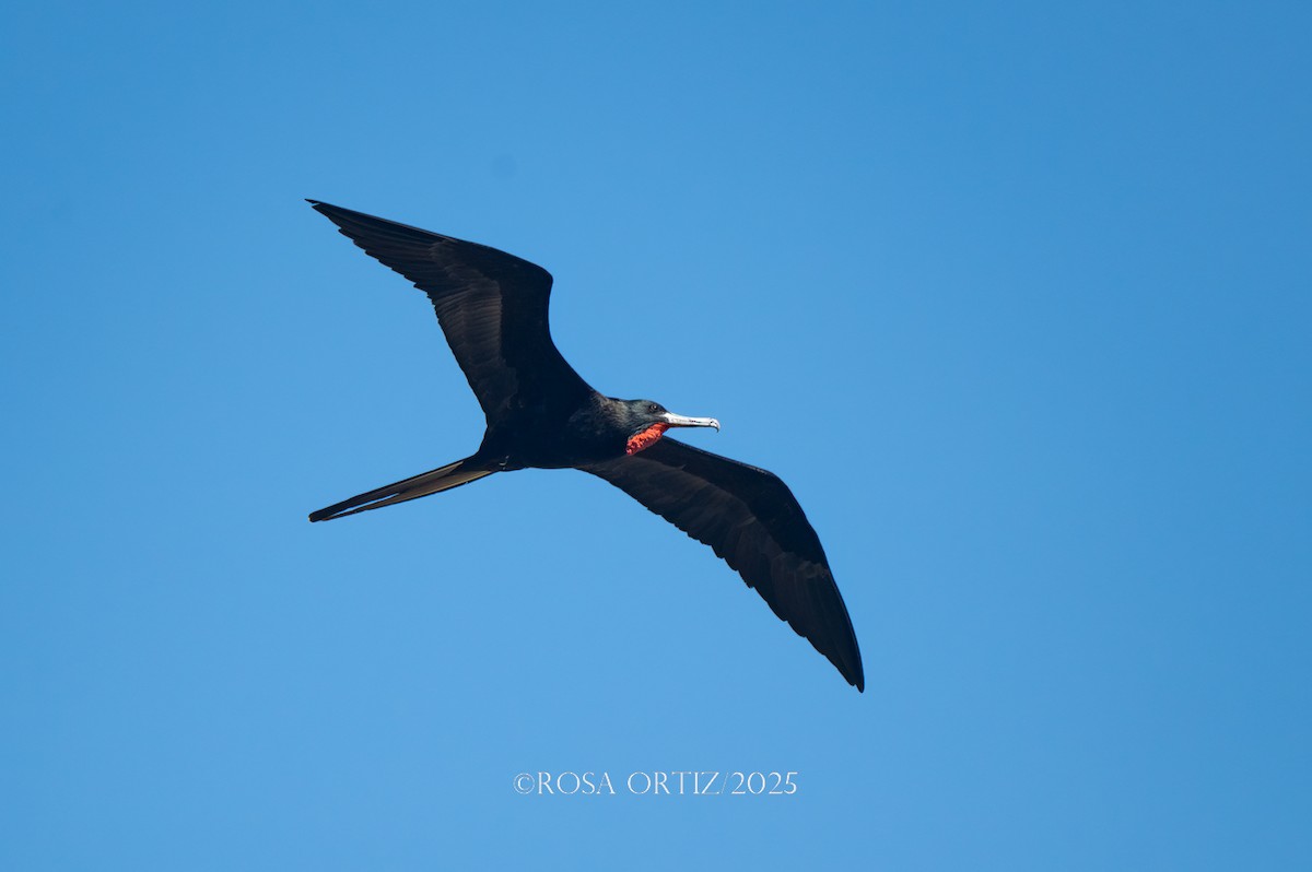 Magnificent Frigatebird - ML644782127