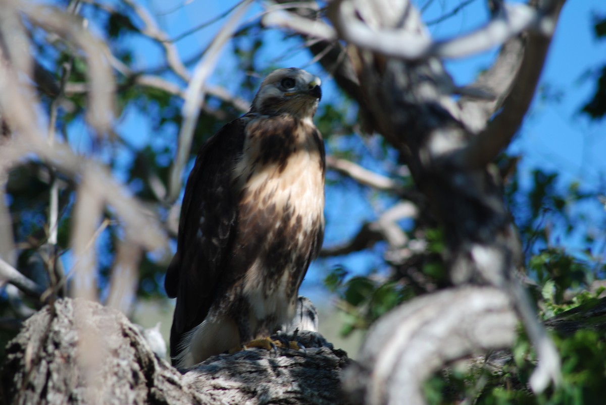 Mongolenbussard - ML644782129