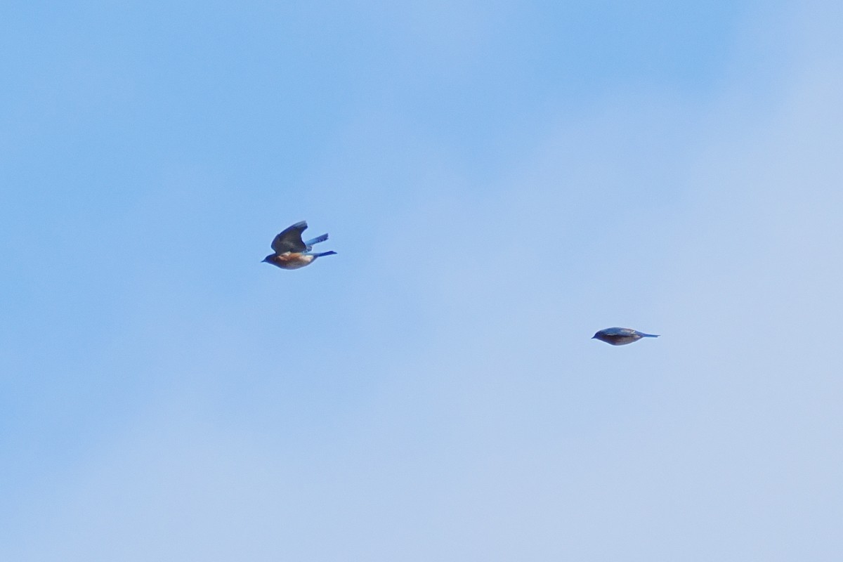 Eastern Bluebird - ML644782131